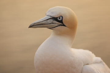 Portrait of a Northern Gannet living in Germany.