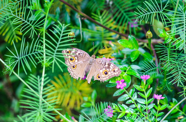 Beautiful pansy butterfly with green and floral background.