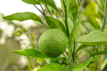 Close up one unripe tangerine grows on a tree in the garden.
