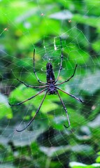 Spider sitting on web with green background. Spider making a web.