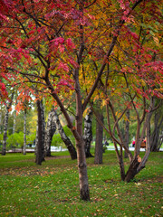 colorful autumn tree in the park