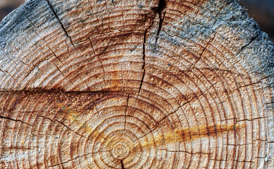The texture of coniferous tree  trunk in  cut with rings, cracks, holes, cuts and scratches. To  center there are filamentary tarry  smudges, to the edge - burnt, charred insertion, inclusions.