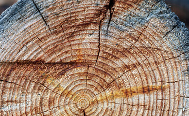 Fototapeta premium The texture of coniferous tree trunk in cut with rings, cracks, holes, cuts and scratches. To center there are filamentary tarry smudges, to the edge - burnt, charred insertion, inclusions.