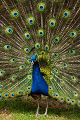 Obraz premium Male peacock bird, Pavo cristatus, squarking with full display tail feathers