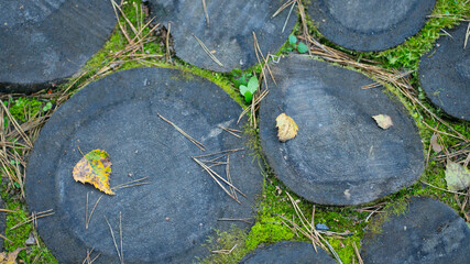 Natural background. Texture wood cuts, moss. Natural wooden background.