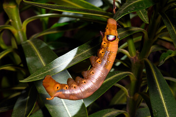 Caterpillar of the Oleander hawk-moth / Raupe des Oleanderschwärmer (Daphnis nerii) - obrazy, fototapety, plakaty