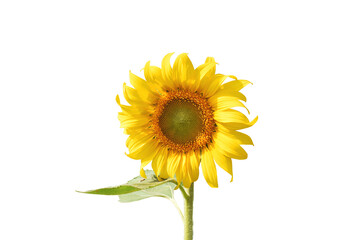 sunflower isolated on white background