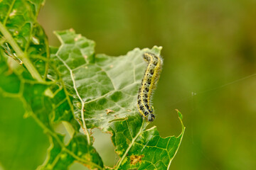 Yellow-green shaggy with black dots caterpillar destroys fresh foliage. Pests threaten the garden site.