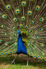 Naklejka premium Male peacock bird, Pavo cristatus, squarking with full display tail feathers