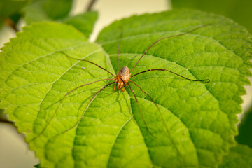  Spider haycous ordinary (Phalangium opilio) waits for prey on the leaves of Gortensia. Macro photo.