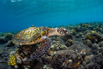 Hawksbill Turtle - Eretmochelys imbricata. Underwater world of Tulamben, Bali, Indonesia.