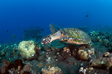 Hawksbill sea turtle in coral reefs. Underwater world of Bali, Indonesia.
