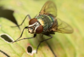 fly on a leaf head detail
