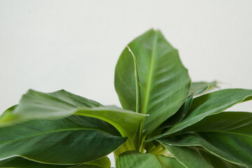 Fototapeta na wymiar Musa tropicana, dwarf cavendish banana plant, indoor