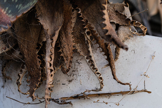 primer plano de hojas de aloe vera secas 