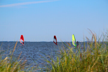Windsurfers behind reed at the  Ringkobing Fjord in Denmark