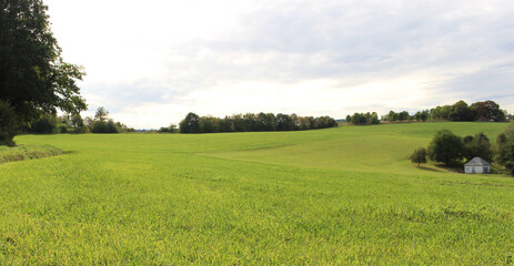 landscape with grass and sky