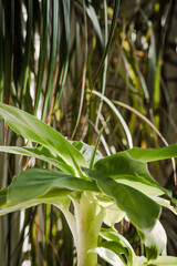 Musa tropicana, dwarf cavendish banana plant, indoor