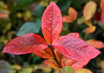 Branch of reddened autumn leaves