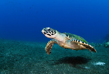 Hawksbill sea turtle swimming in blue water. Underwater world of Bali, Indonesia.