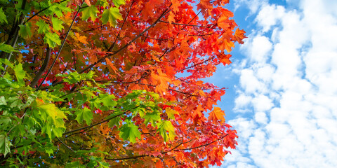 Colorful autumn maple  leaves swinging on a tree in blowing by the wind in a sunny day.  Autumnal background