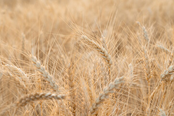 Grainfield at sunset with the sun behind it