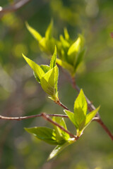 Hydrangea leaf detail