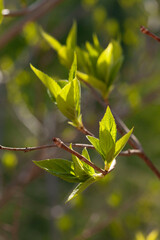 Hydrangea leaf detail