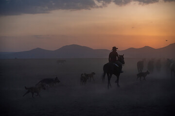 Wild horses run in foggy at sunset. Wild horses are running in dust. Near Hormetci Village, between Cappadocia and Kayseri, Turkey