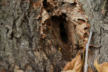 European hornets (Vespa crabro) defending hole in nest. Large wasps active at nest, showing...