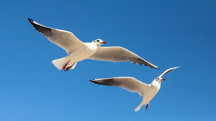 Obraz premium seagull in flight