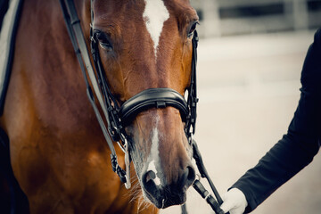 Portrait sports red stallion in the double bridle.