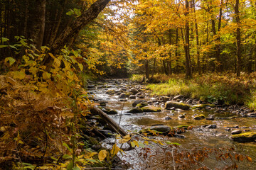Autumnal view of a peaceful stream surrounded by forest, in Canada