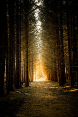 Waldweg in einem Tannenwald im Gegenlicht