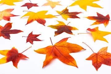 Bunte Herbstblätter auf weißem Hintergrund