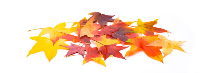 Fototapeta premium Bunte Herbstblätter auf weißem Hintergrund