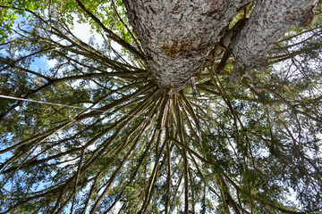 Wald, Laubwald, Frühling, Mischwald, Baum, Bäume, Blatt, Blätter, friedlich, still, Natur,...