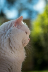 Naklejka na ściany i meble White Cat sideface portrait with green background 