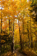 View of  colorful trees in a forest in autumn