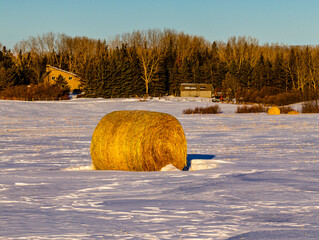 Hay bales in a field. Springbank, Alberta, Canada