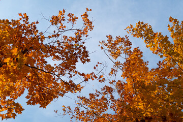 View of colorful trees in autumn with blue sky in the background