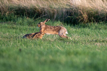 Naklejka na ściany i meble Brown hare (Lepus europaeus) in an English field on an autumn evening