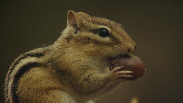 Footage of chipmunk feeding, Quebec, Canada