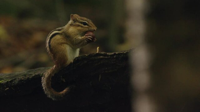 Footage of chipmunk feeding, Quebec, Canada