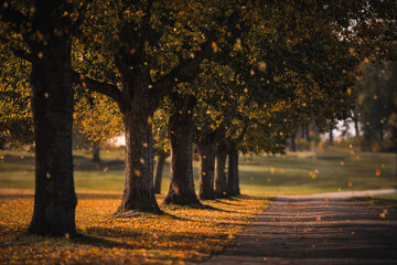 Autumn Road Leaves Falling From Trees