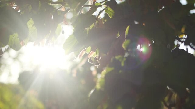 Beautiful natural green sunshine bokeh background. Blurry fresh autumn foliage of linden trees in backlight of sunset cozy shining sun with sunflares and sunbeams.