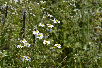 field of daisies