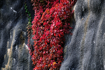 The red Virginia creeper on the black concrete wall. Autumn colors.