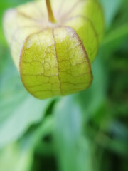 selective focus on tomatillo blur background