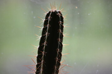 close up of cactus